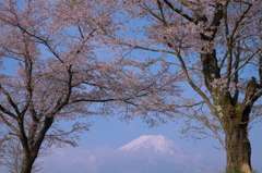 富嶽よ永遠に～桜と雲と