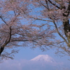 富嶽よ永遠に～桜と雲と