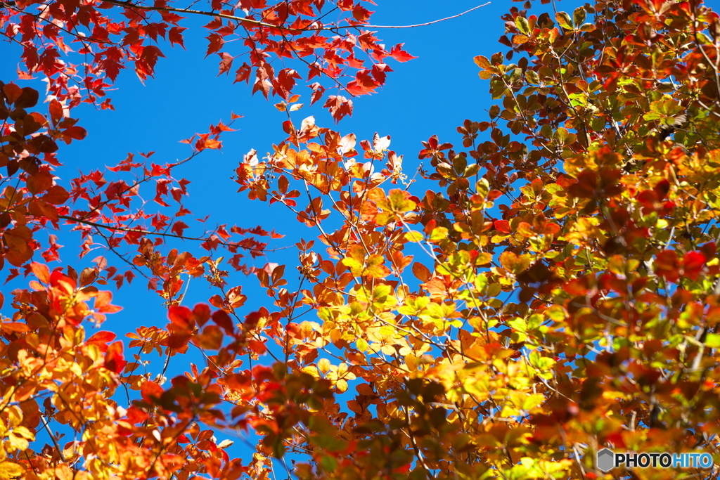 紅葉を求めて②