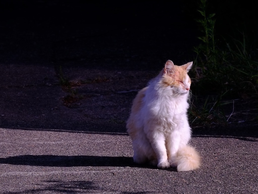 姨捨の猫