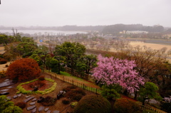 雨に煙る梅林３ 