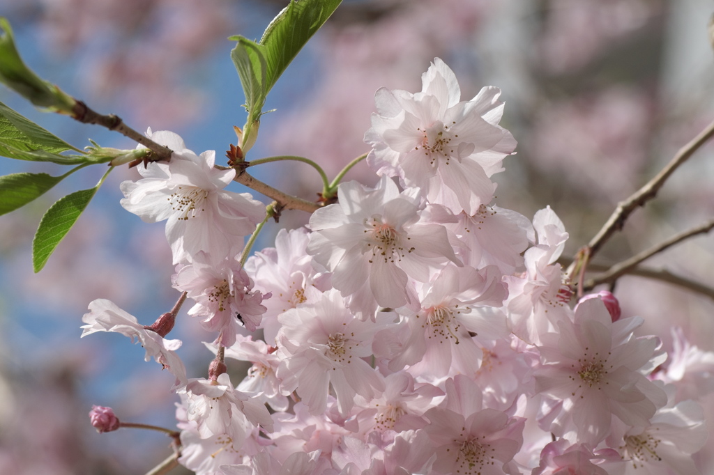 花積み