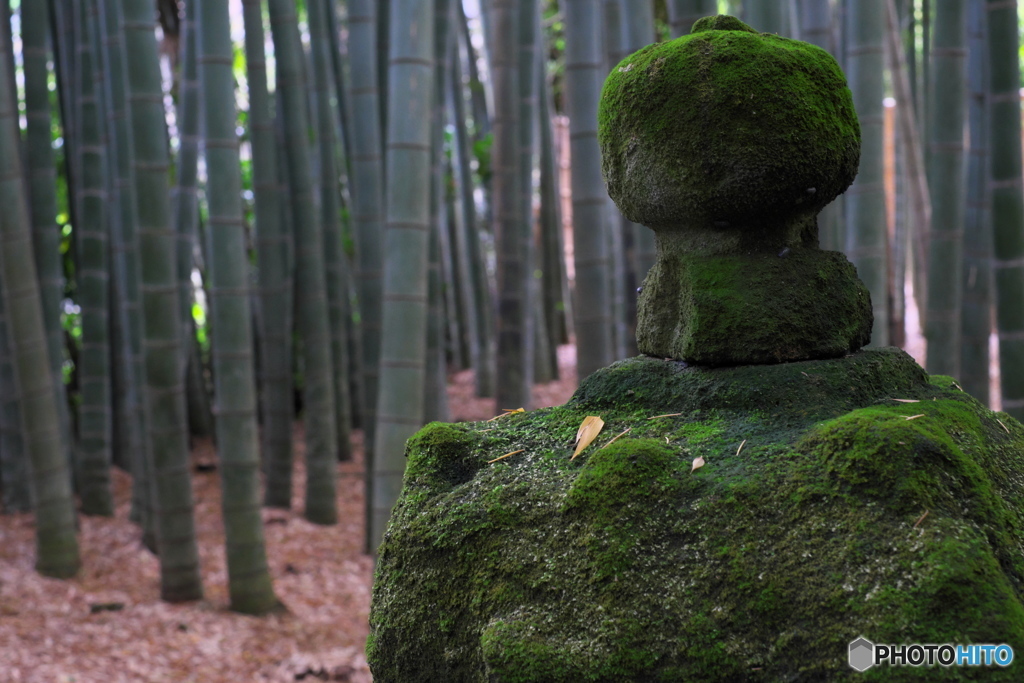 灯籠と竹林