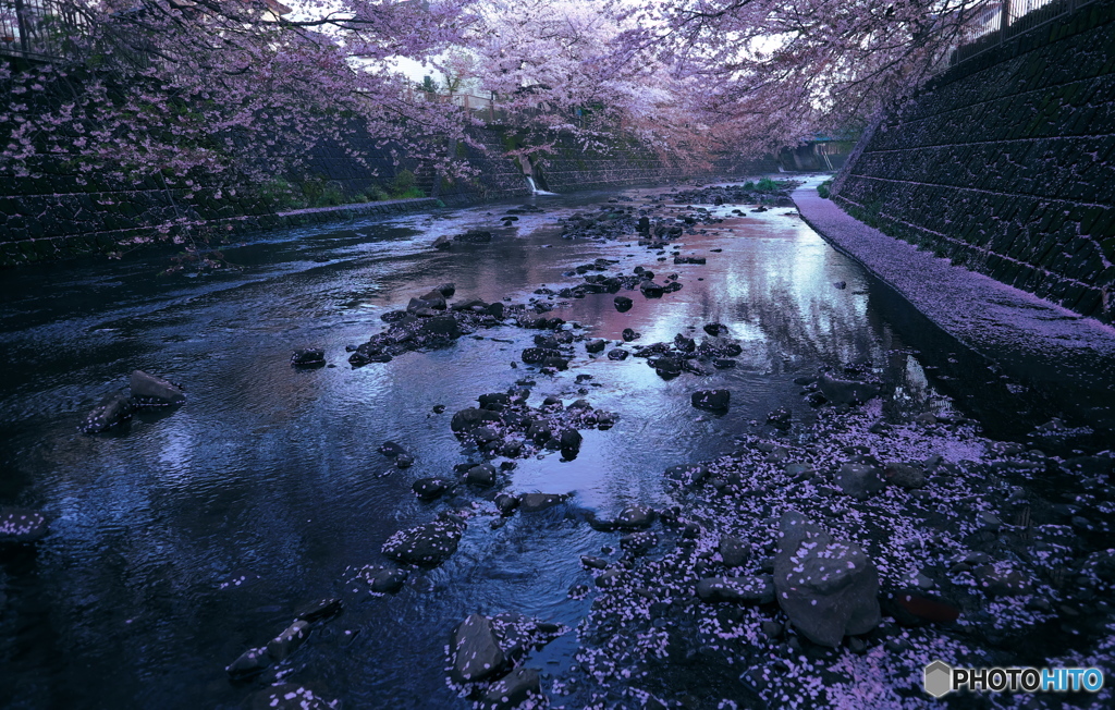 桜の世界へ