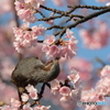 夢中のヒヨ
