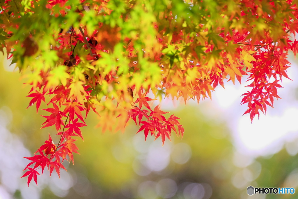浄慶寺透けた紅