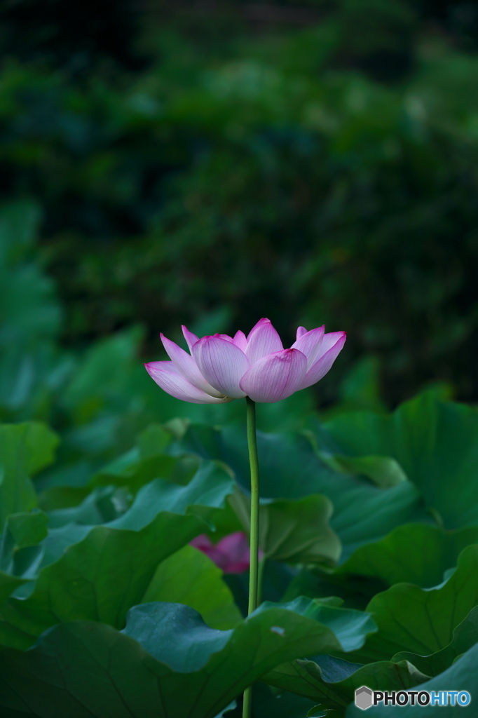 ひさしぶり