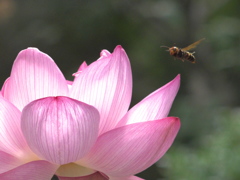 蜂来たる