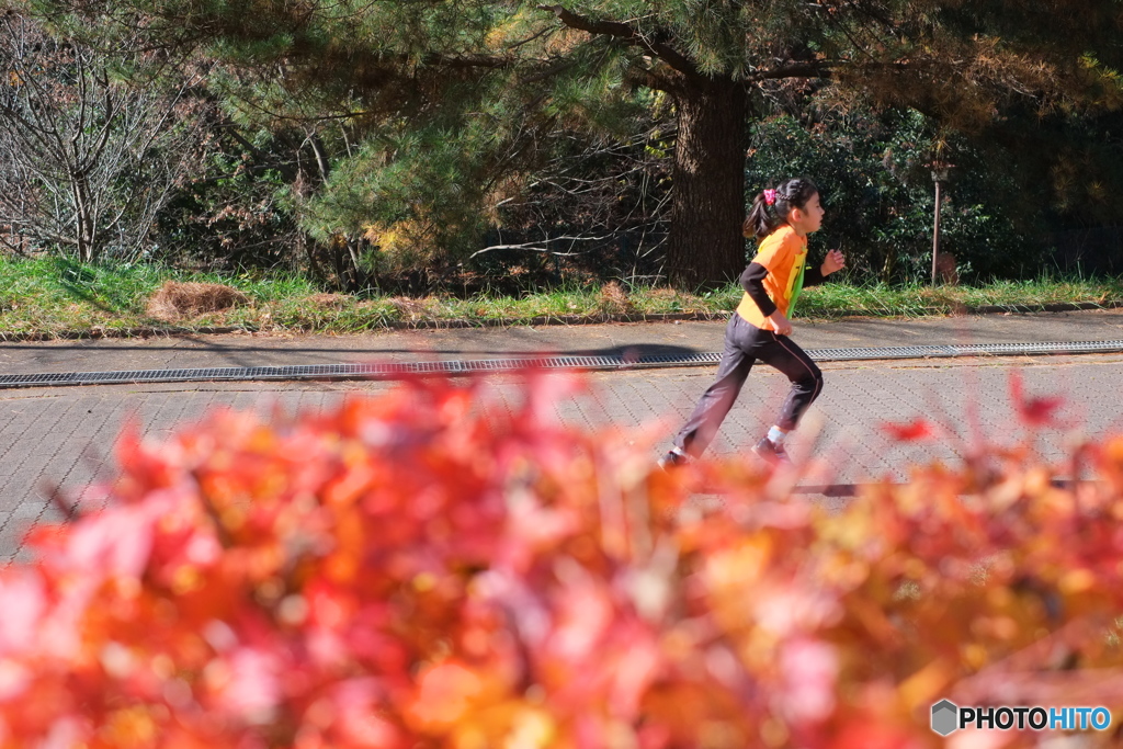 紅葉には目もくれず