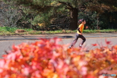 紅葉には目もくれず