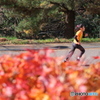 紅葉には目もくれず