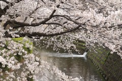 桜川