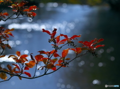 湖畔紅葉巡り②