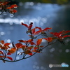 湖畔紅葉巡り②