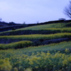菜の花棚田