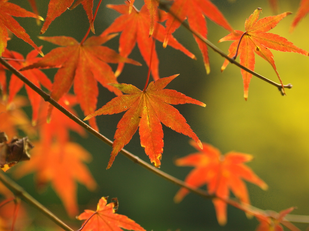 黄昏どきの紅葉