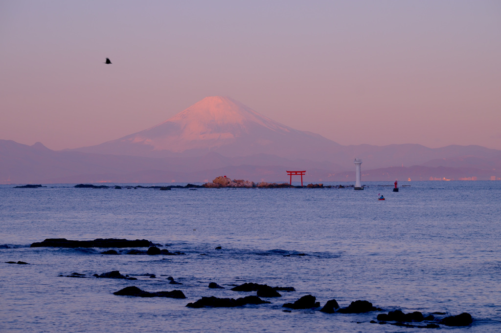 富嶽よ永遠に～照らされた鳥居