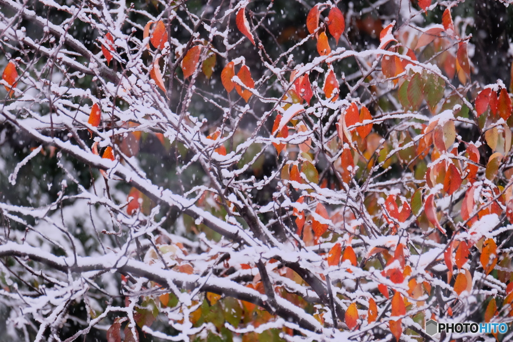 霜月降雪②