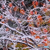 霜月降雪②