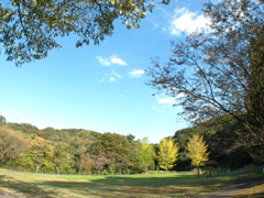 いちょうがある風景