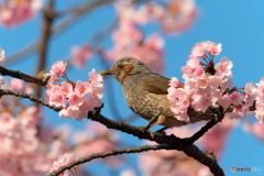 陽気に遊べ