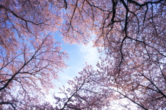 飛鳥山の桜空