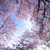飛鳥山の桜空