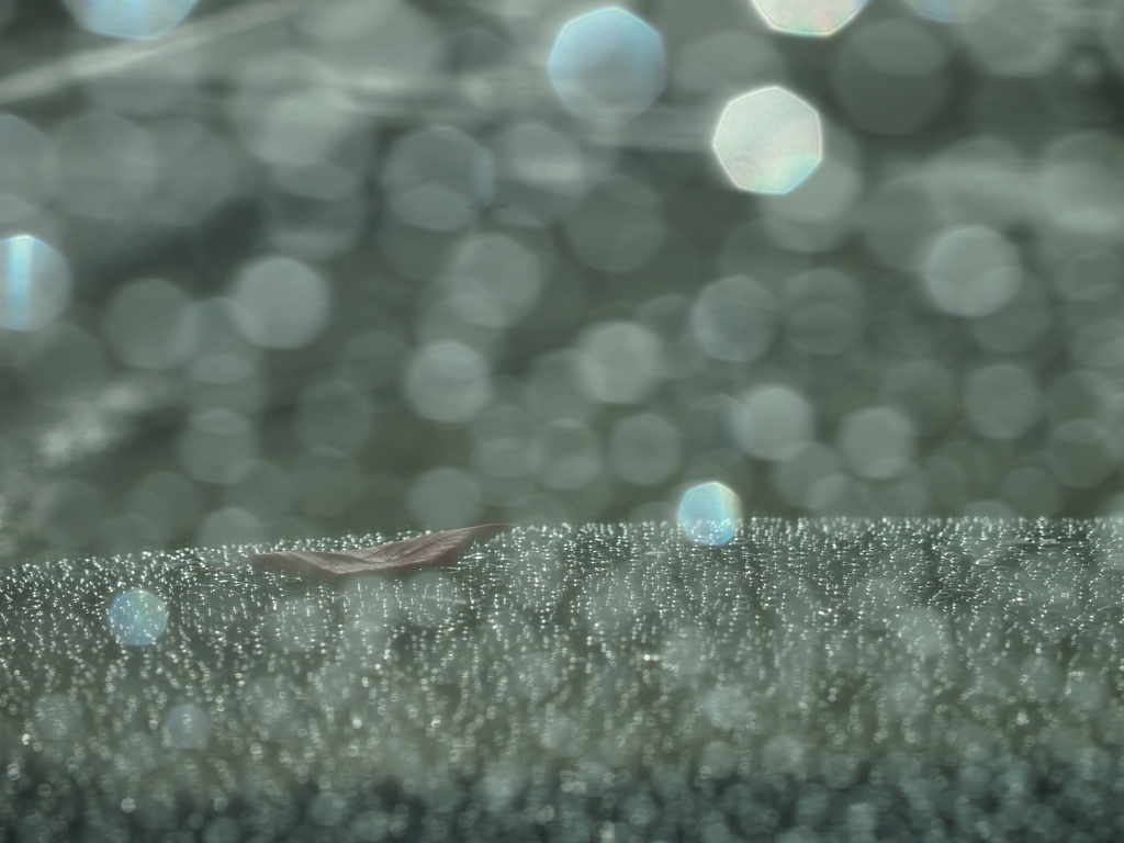 雨が残したもの
