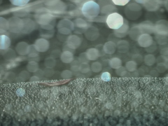 雨が残したもの
