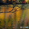 湖畔紅葉巡り④