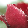 花と雨～薔薇の素肌