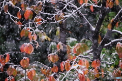 霜月降雪