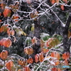 霜月降雪