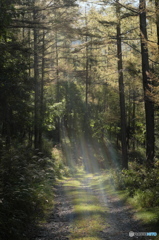 林道ひとり歩き～朝の光