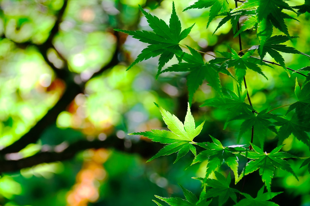 朝の緑