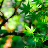 朝の緑