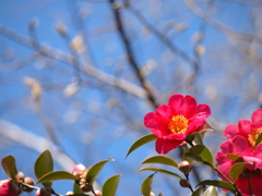 山茶花パッ