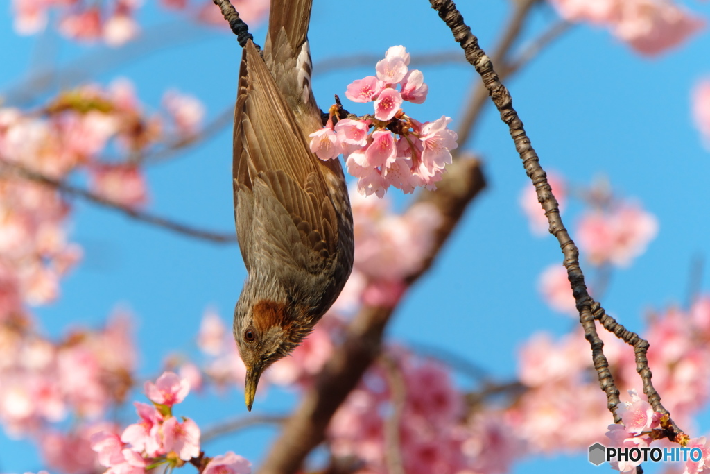 続、陽気に遊べ