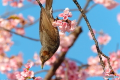 続、陽気に遊べ