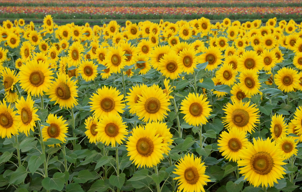 さすが花の都