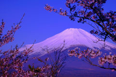 富嶽よ永遠に～パノラマ台の桜
