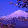 富嶽よ永遠に～パノラマ台の桜