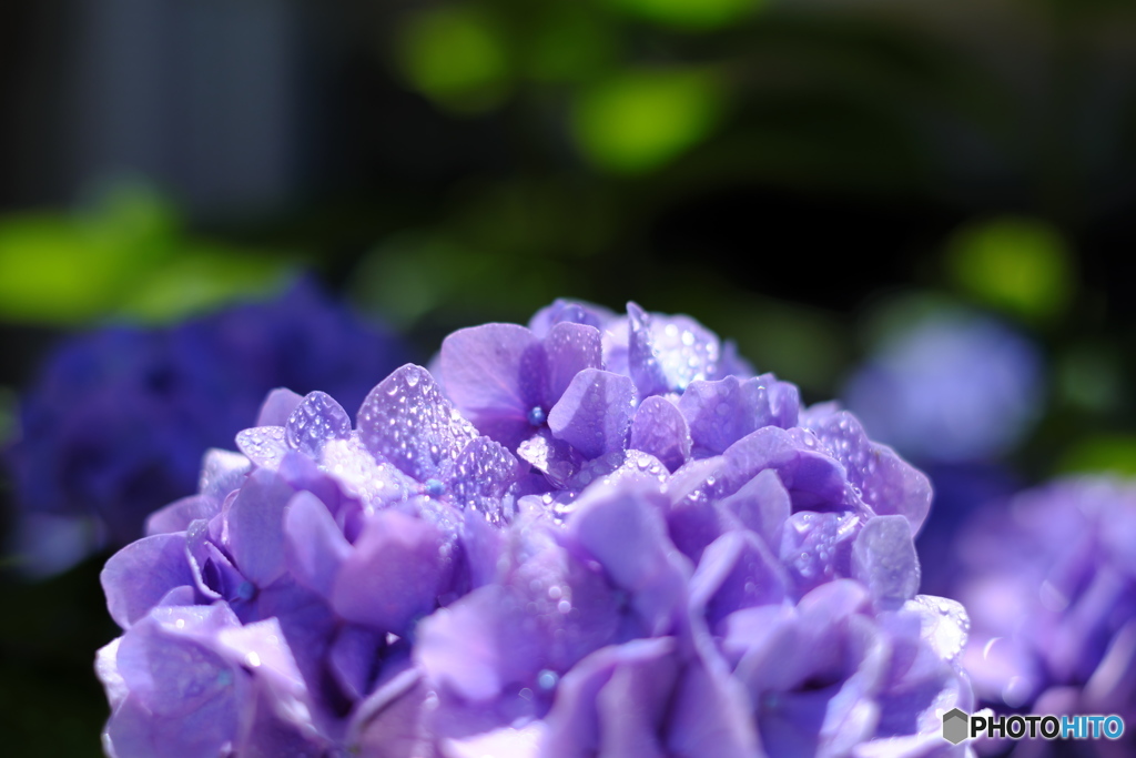 ジュエリーショップ紫陽花①