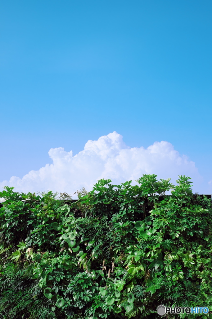 夏の空