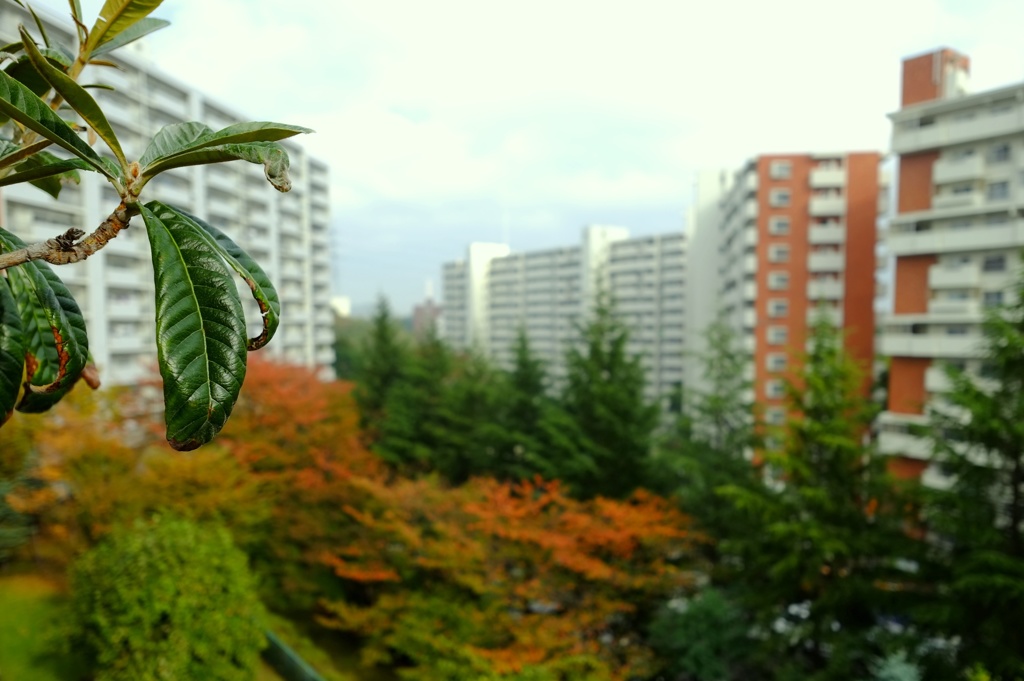 さくらの紅