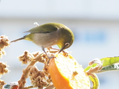 おやつの時間