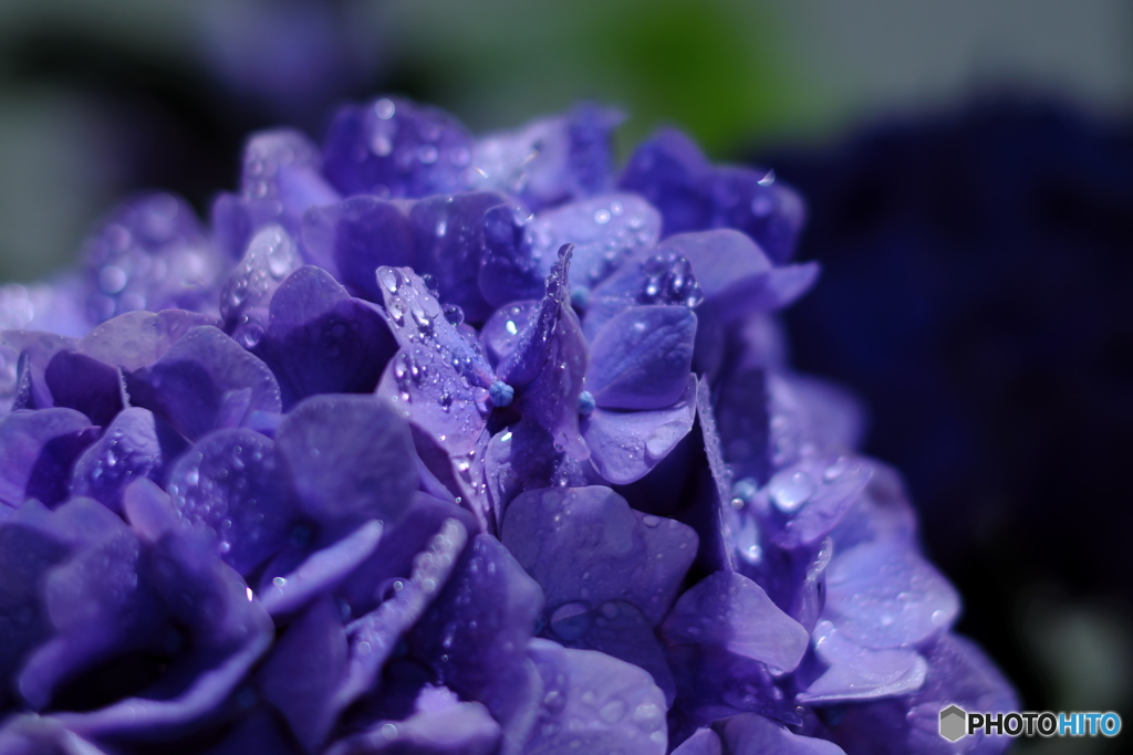 ジュエリーショップ紫陽花②