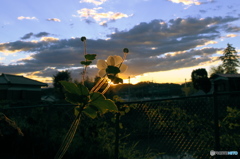 夕陽と白い花