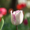 午後のチューリップ