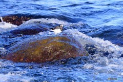 流れに何探す